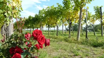 WIEDEŃ I DOLINA WACHAU - 4 dni