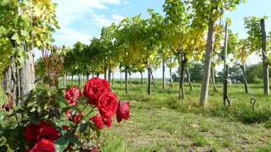 WIEDEŃ I DOLINA WACHAU - 4 dni
