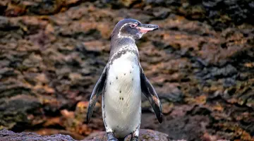 Z Andów na Galapagos
