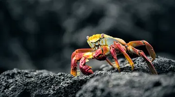 Z Andów na Galapagos
