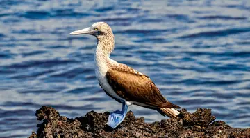 Z Andów na Galapagos
