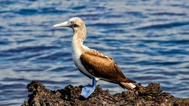 Z Andów na Galapagos