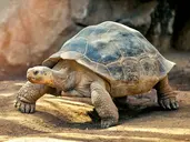 Z Andów na Galapagos