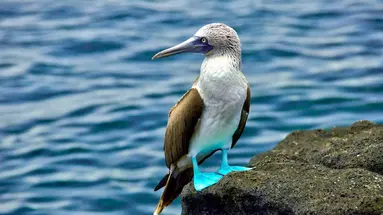 Z Andów na Galapagos