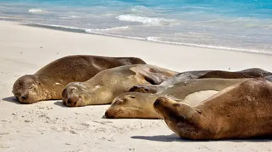 Z Andów na Galapagos