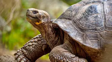 Z Andów na Galapagos