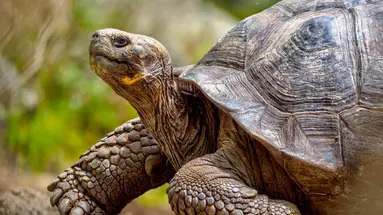 Z Andów na Galapagos