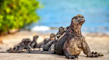 Z Andów na Galapagos