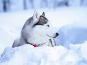 Z Wizytą u Saamów