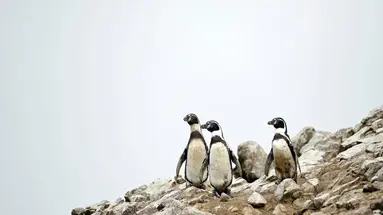Zagadki cywilizacji