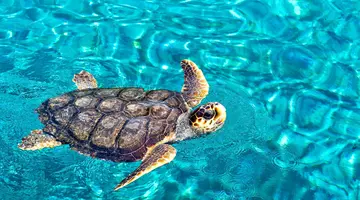 Zakynthos bez pośpiechu