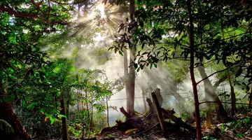 Zielone serce tropików