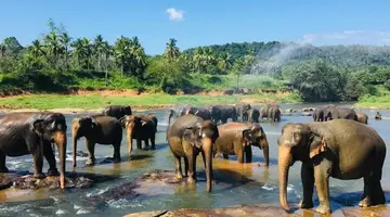 Złoty Cejlon-świątynie, słonie i ocean (4 dni zwiedzania + wypoczynek h. RIU Sri Lanka)